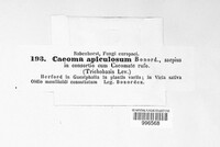 Caeoma apiculosum image